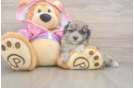 Adorable Pudle Purebred Puppy