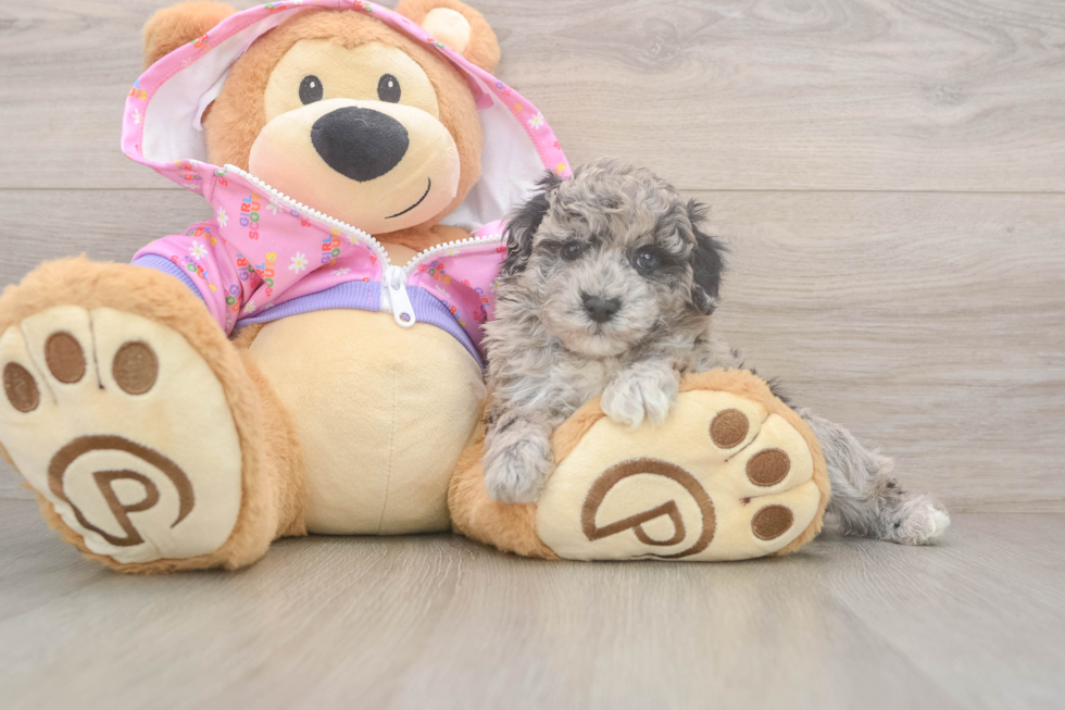 Adorable Pudle Purebred Puppy