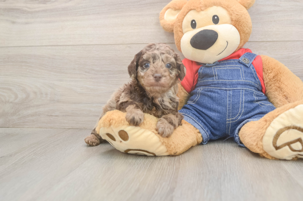 5 week old Poodle Puppy For Sale - Seaside Pups