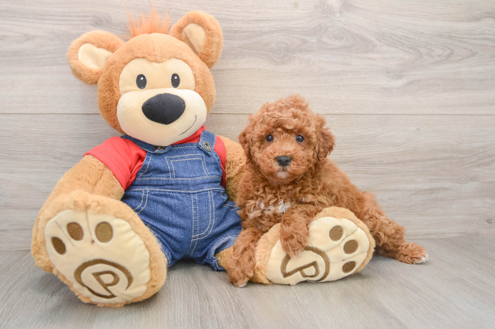 Poodle Pup Being Cute