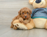5 week old Poodle Puppy For Sale - Seaside Pups