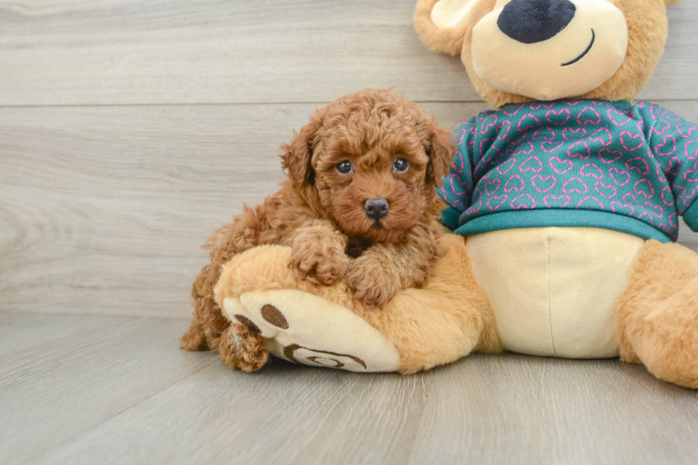Cute Caniche Purebred Puppy