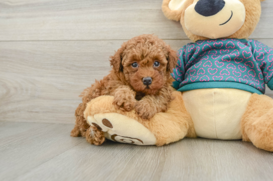 Cute Caniche Purebred Puppy