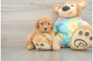 Best Poodle Baby