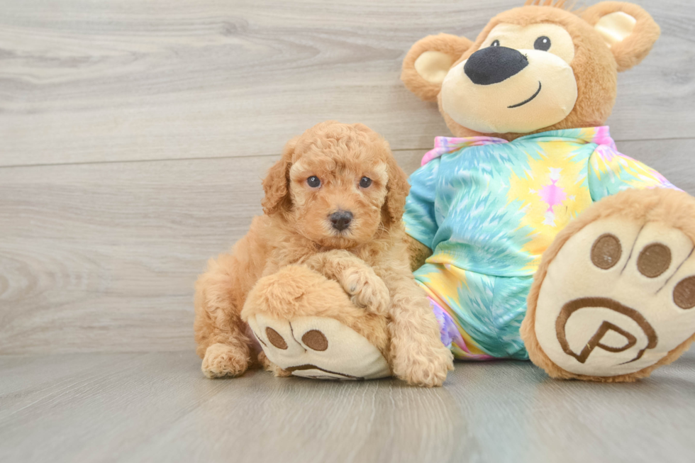 Best Poodle Baby