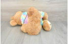 Poodle Puppy for Adoption