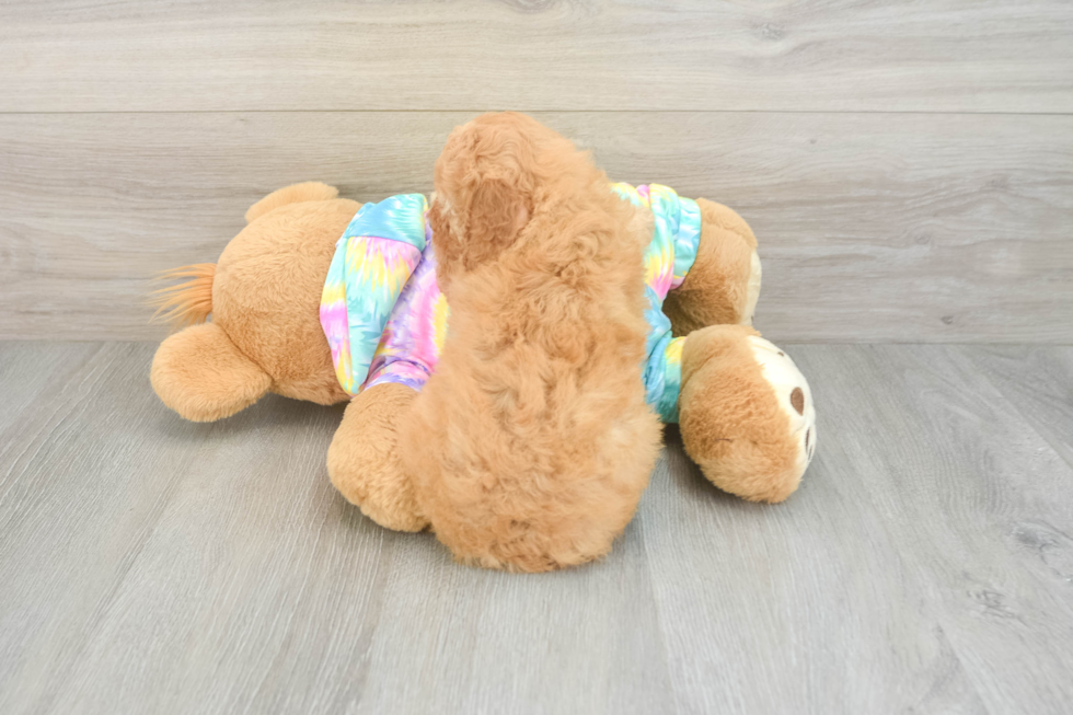 Poodle Puppy for Adoption