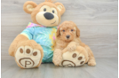 Energetic Pudle Purebred Puppy