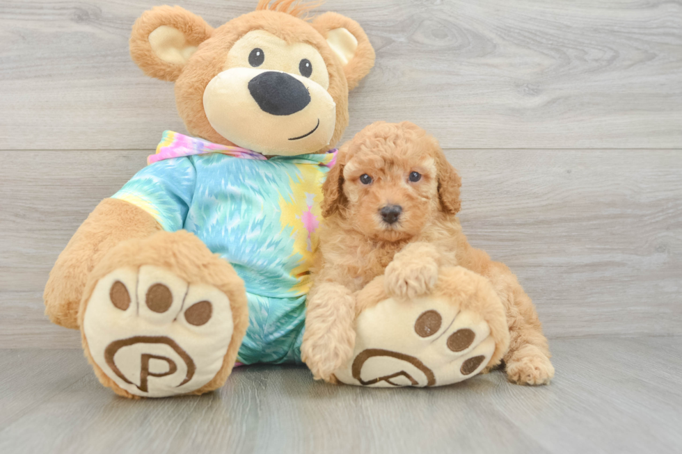 Energetic Pudle Purebred Puppy