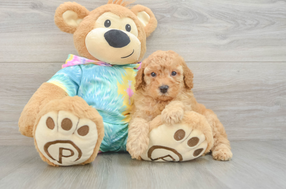 5 week old Poodle Puppy For Sale - Seaside Pups