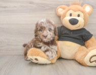8 week old Poodle Puppy For Sale - Seaside Pups