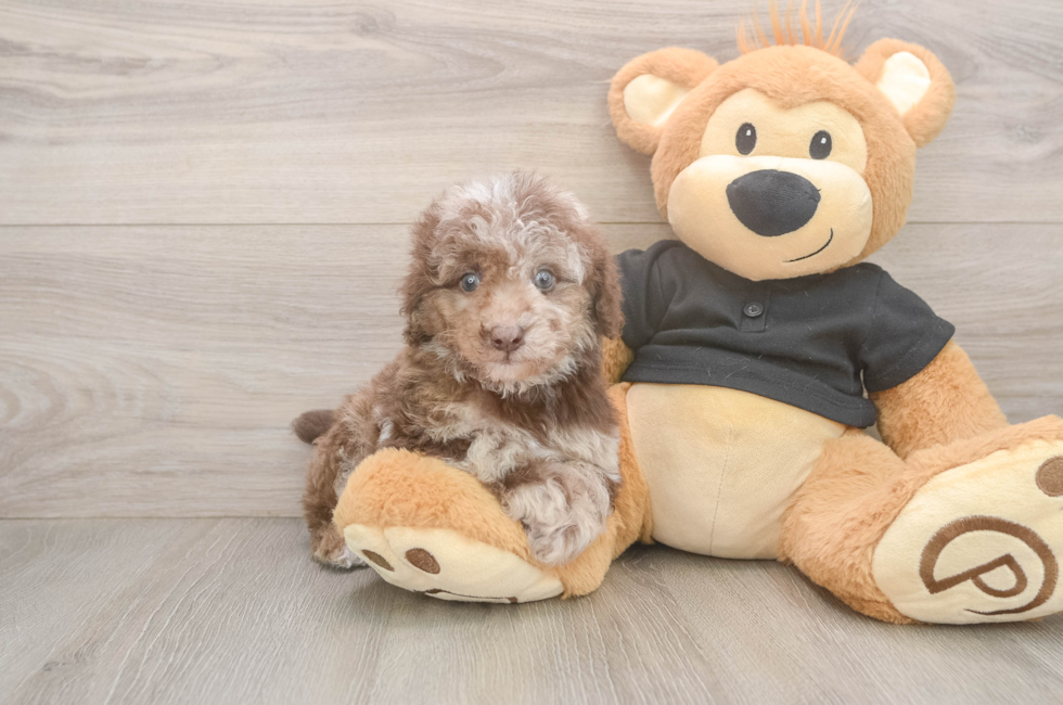 6 week old Poodle Puppy For Sale - Seaside Pups