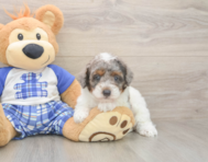 8 week old Poodle Puppy For Sale - Seaside Pups