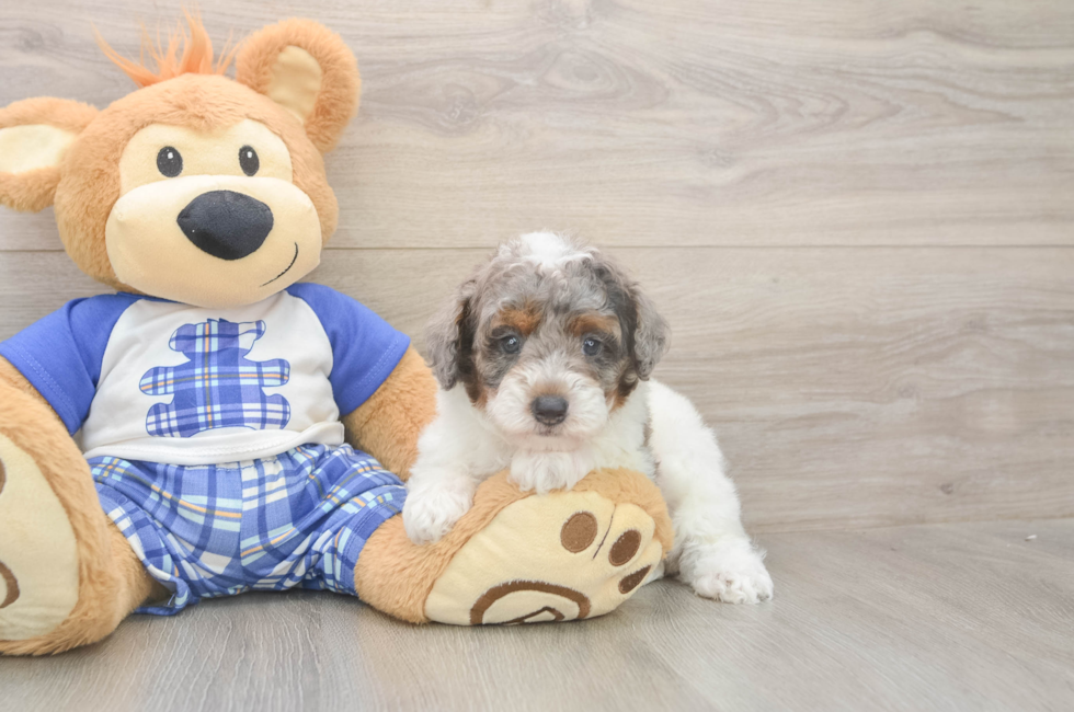 5 week old Poodle Puppy For Sale - Seaside Pups