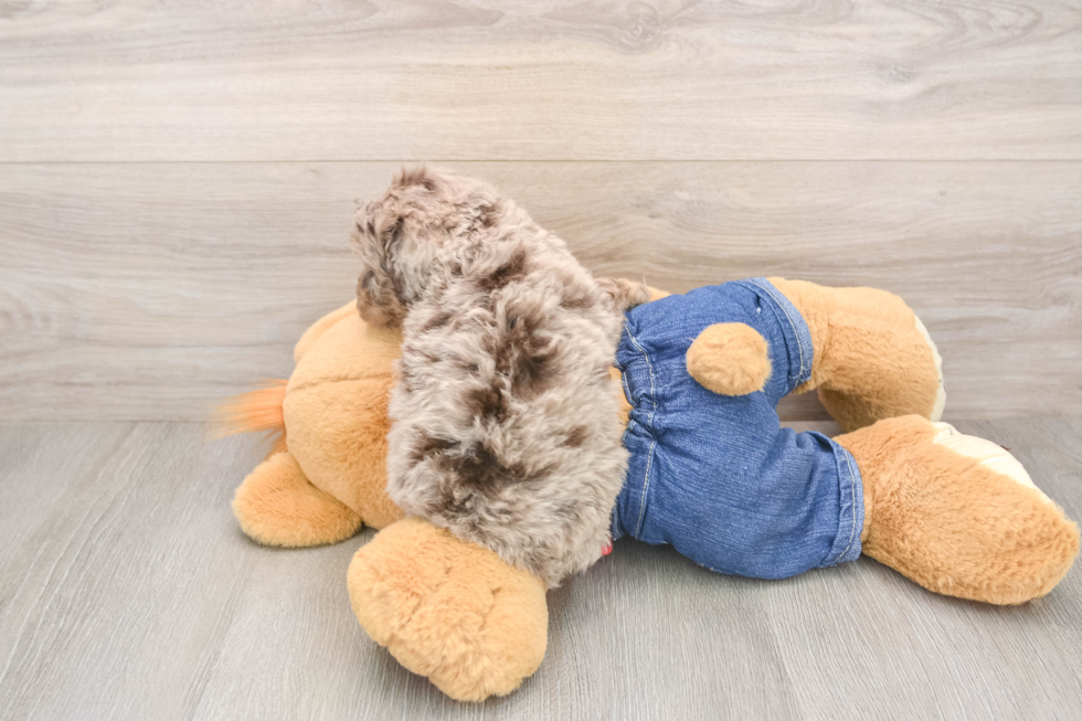 Fluffy Pooodle Purebred Puppy