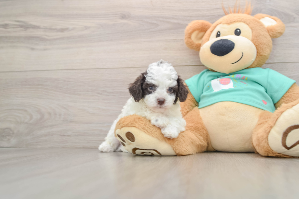Energetic Pudle Purebred Puppy