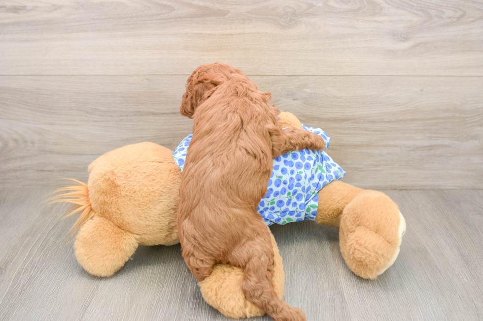 Friendly Poodle Baby