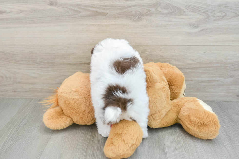 Sweet Toy Poodle Purebred Puppy