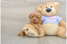Best Poodle Baby