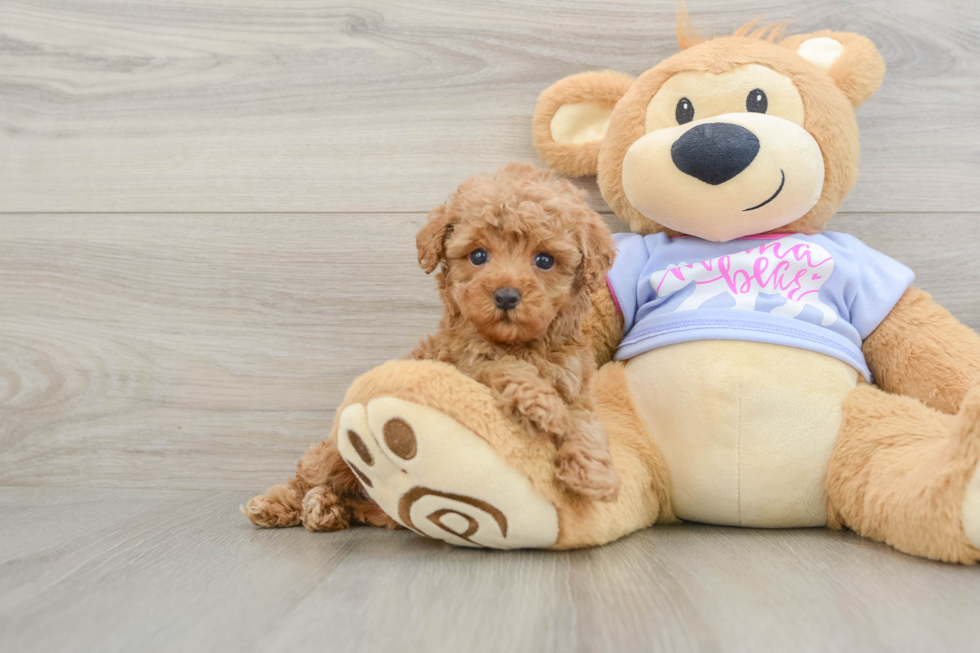 Best Poodle Baby