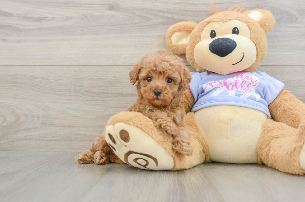 7 week old Poodle Puppy For Sale - Seaside Pups