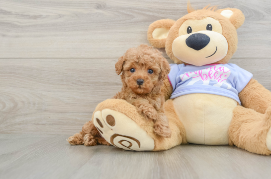 Best Poodle Baby