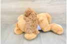 Best Poodle Baby