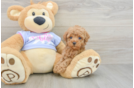 Poodle Puppy for Adoption