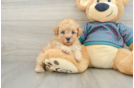 Poodle Puppy for Adoption