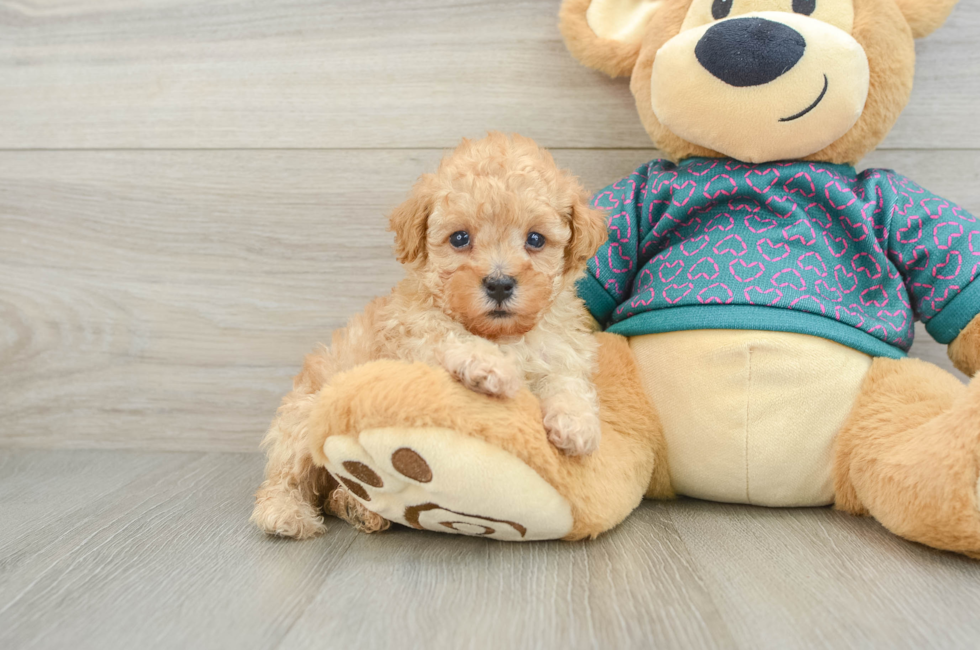 6 week old Poodle Puppy For Sale - Seaside Pups