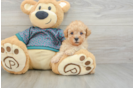 Best Poodle Baby