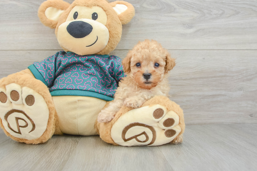 Best Poodle Baby