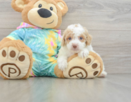 7 week old Poodle Puppy For Sale - Seaside Pups