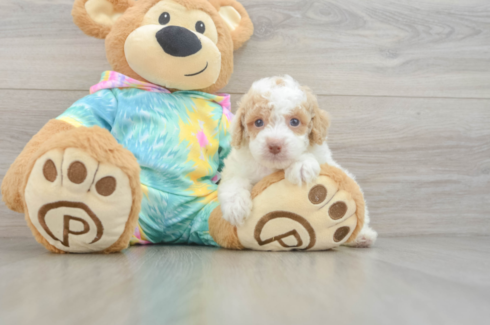5 week old Poodle Puppy For Sale - Seaside Pups