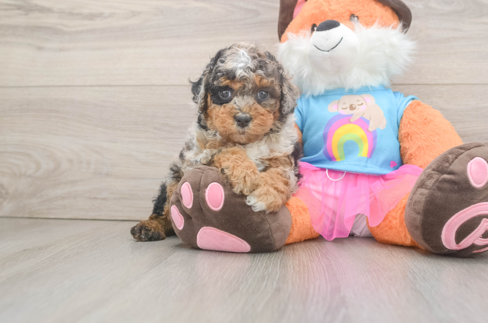 6 week old Poodle Puppy For Sale - Seaside Pups