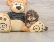 7 week old Poodle Puppy For Sale - Seaside Pups