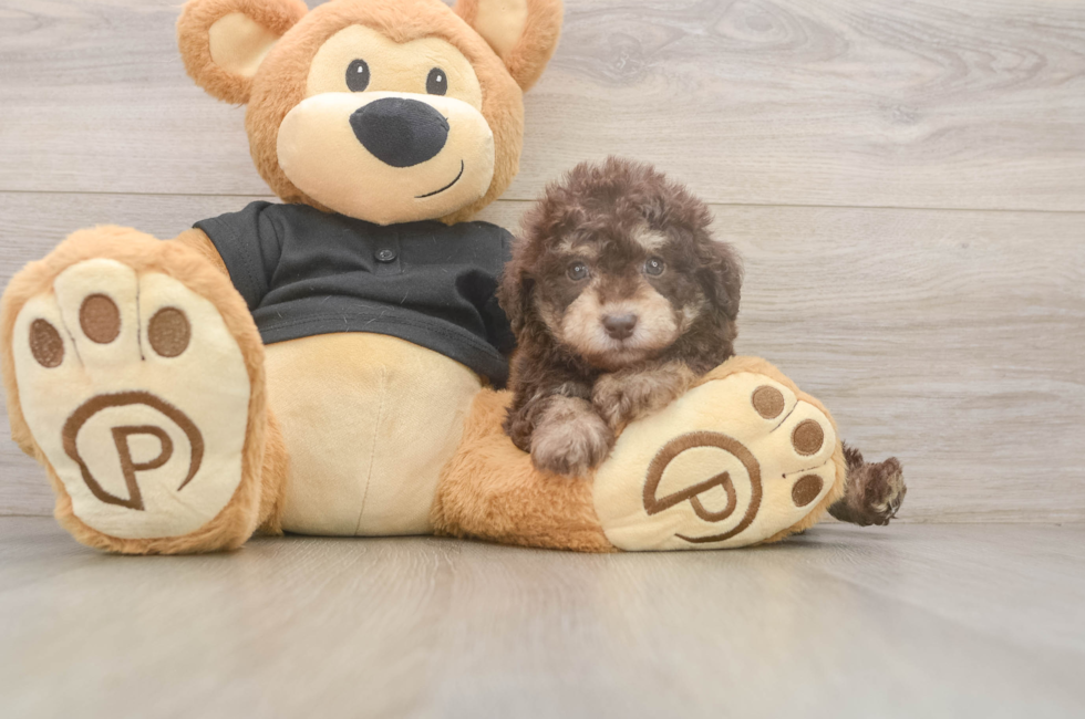 6 week old Poodle Puppy For Sale - Seaside Pups
