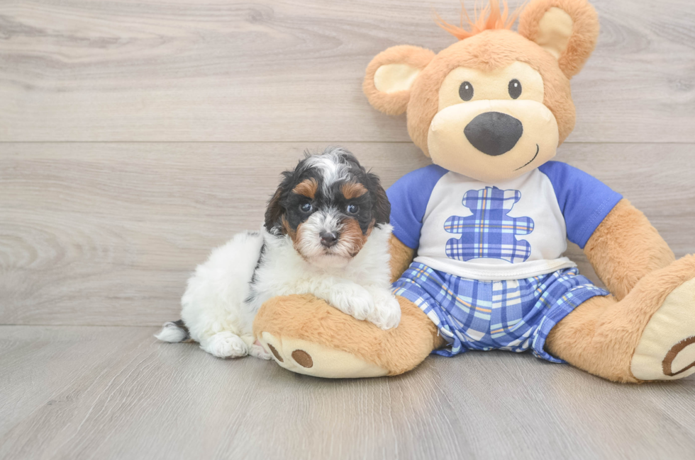 5 week old Poodle Puppy For Sale - Seaside Pups