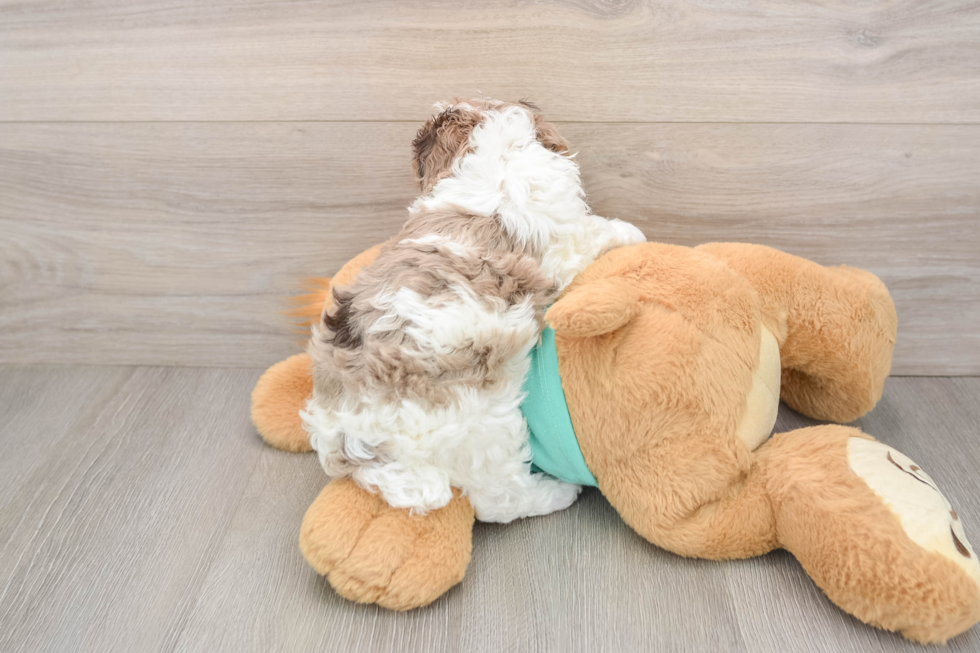 Poodle Pup Being Cute