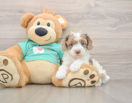 6 week old Poodle Puppy For Sale - Seaside Pups