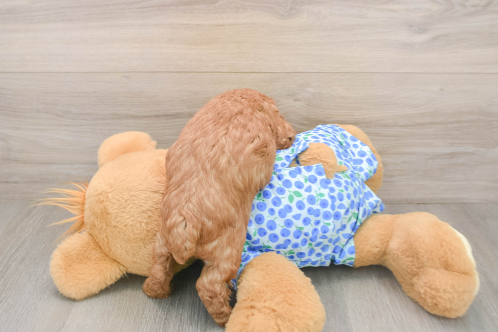 Funny Poodle Baby