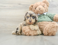 7 week old Poodle Puppy For Sale - Seaside Pups