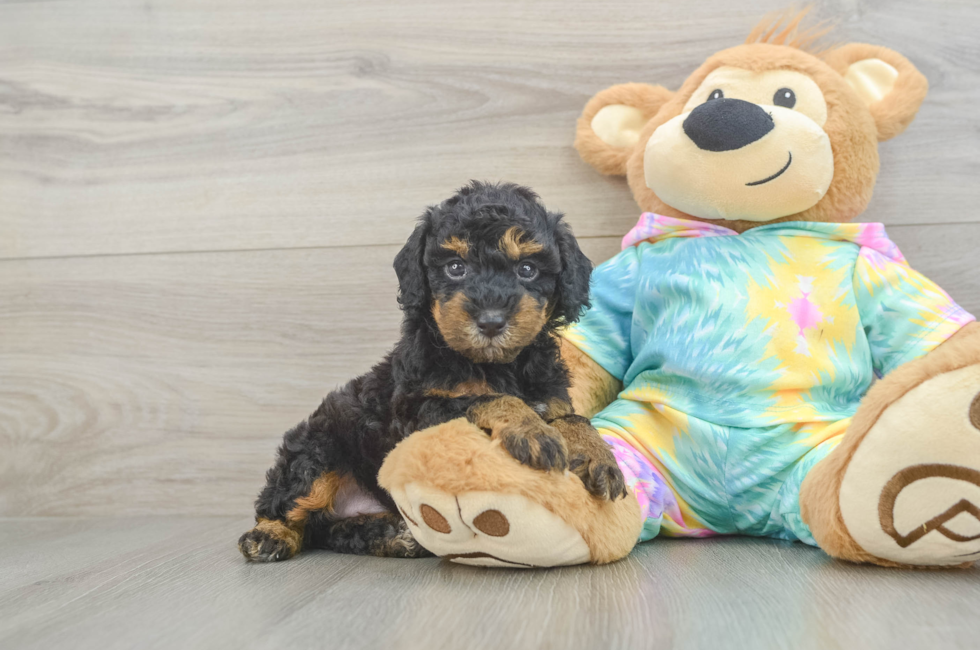 5 week old Poodle Puppy For Sale - Seaside Pups