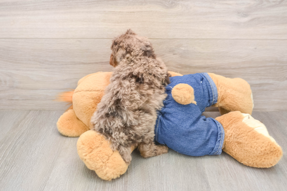 Fluffy Caniche Purebred Puppy