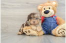 Poodle Pup Being Cute