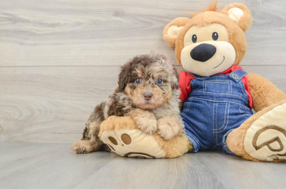 5 week old Poodle Puppy For Sale - Seaside Pups