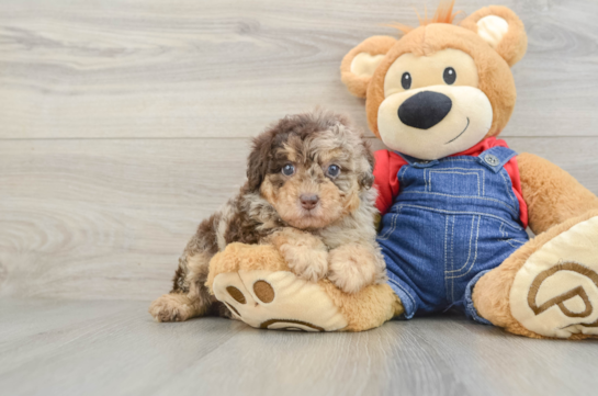 Poodle Pup Being Cute