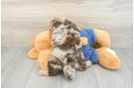 Smart Pooodle Purebred Puppy