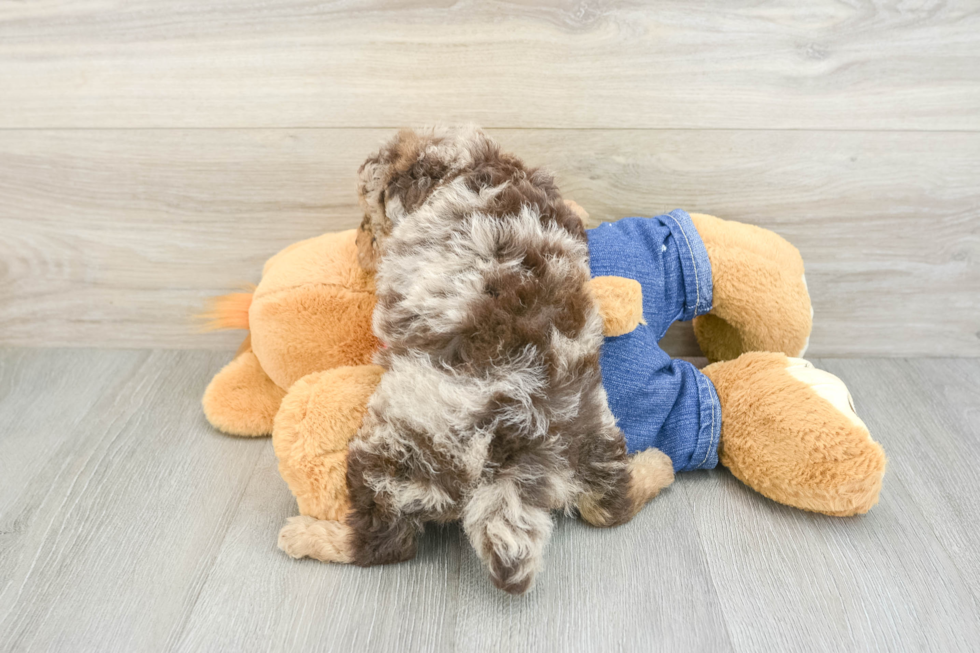 Smart Pooodle Purebred Puppy