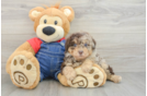 Smart Toy Poodle Purebred Puppy